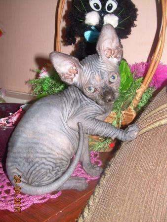 Маленькие СФИНКСЫ ищут дом. в Тольятти фото 6