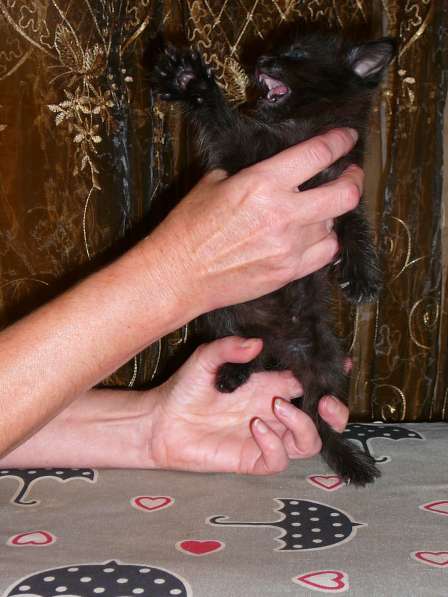 Отдам в хорошие руки котят, возраст 1 месяц 7 дней в Новокузнецке