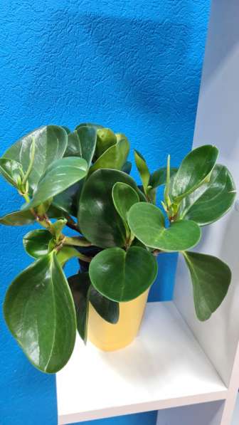 Диффенбахия в Москве фото 3