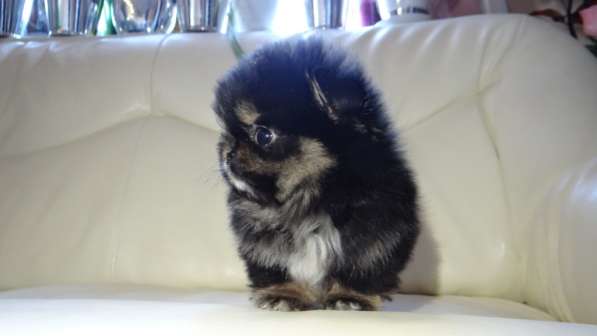 Щенок померанского шпица- микро - медвежонок в фото 37