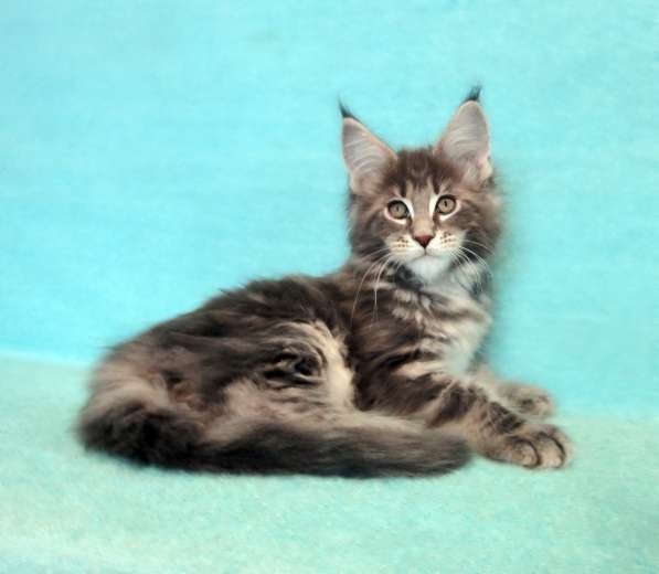 Кошечка мейн-кун из питомнника в Казани фото 31