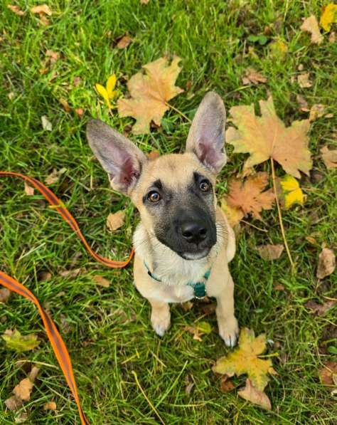 Небольшая и весёлая Шелби в Москве фото 6