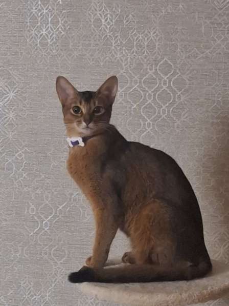 Абиссинские котята в Сочи фото 5