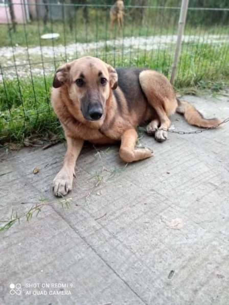 Молодая девочка Малышка ищет дом! в Москве фото 3