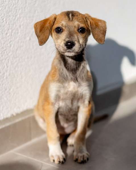 Пять маленьких сердец ищут дом в Москве фото 4