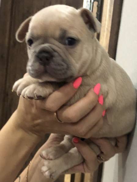 В продаже щенки французского бульдога в Барнауле фото 7