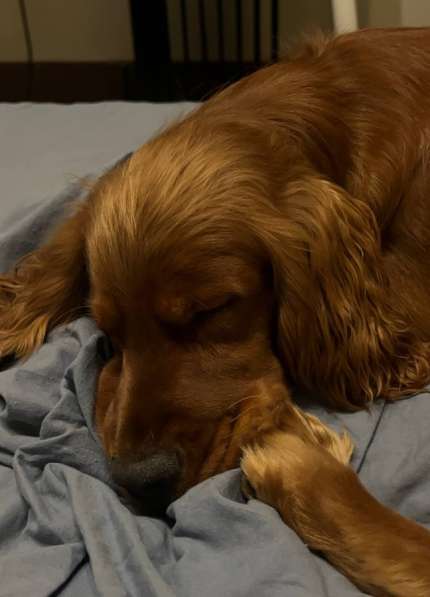 Передержка для собак на дому в Москве фото 3