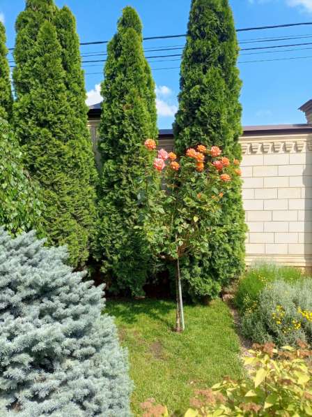 Ландшафтный дизайн. Озеленение в Краснодаре