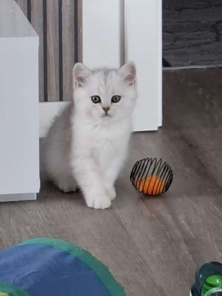 Британские котята в фото 9