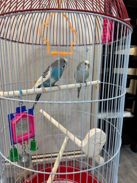 Волнистый попугай с клеткой в Хабаровске фото 7