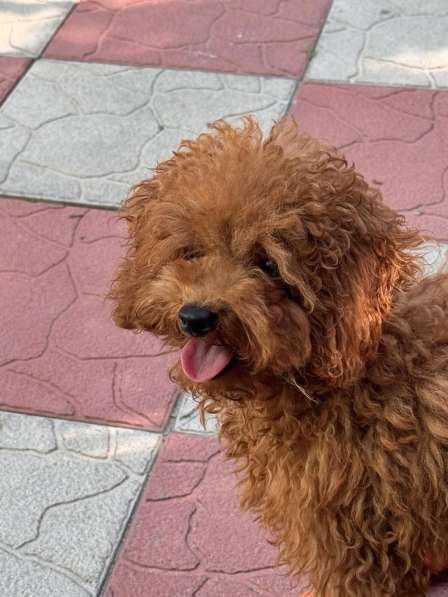 Toy poodle. Red boy в фото 3