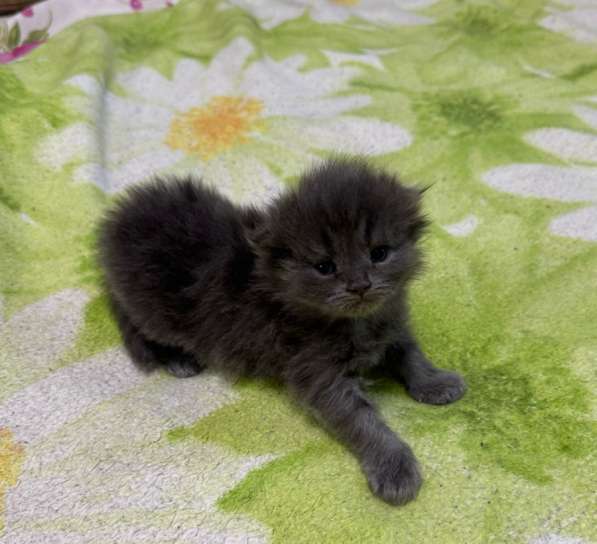 Шотландские котята в Ульяновске