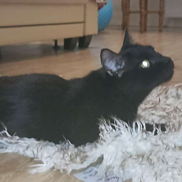 Обаяшка в дар. Котик в фото 3