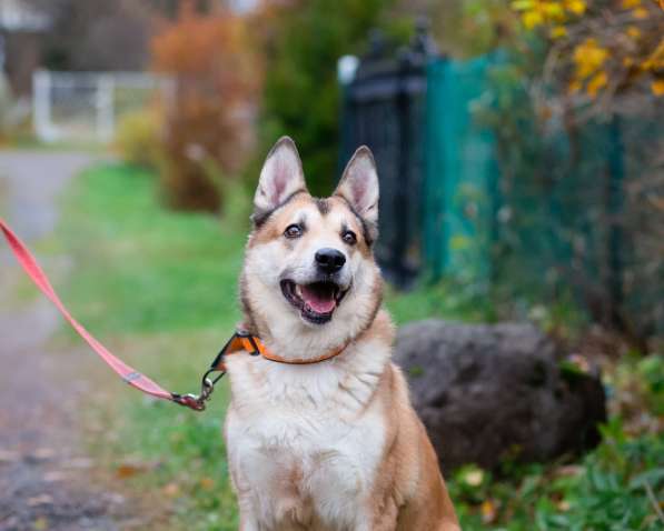 Красивый активный пёс Маффин ищет дом в Санкт-Петербурге фото 9