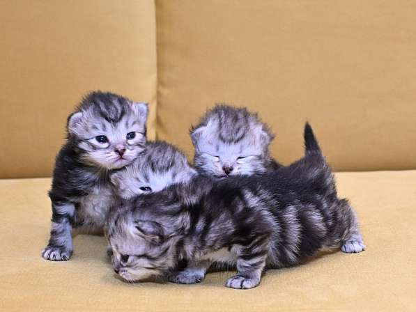 Сибиркие котята
