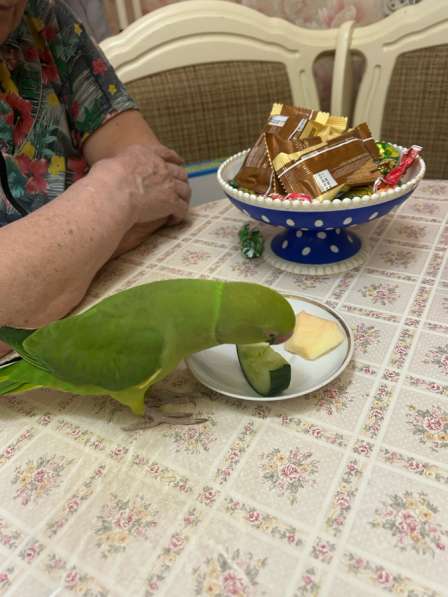 Ожереловый попугай в Москве