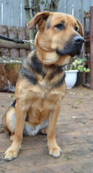 Отдам даром Жизнерадостный Каспер ищет дом в Санкт-Петербурге фото 3