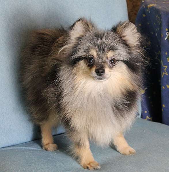 Мальчик медвежонок шпиц в Москве фото 7