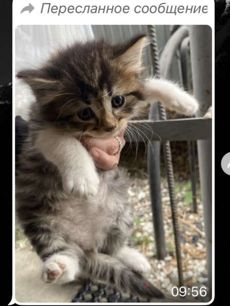 Котята в добрые руки в Грозном фото 9