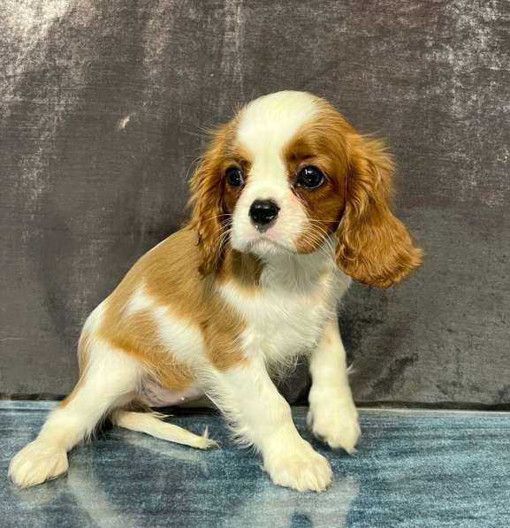 Кавалер кинг чарльз спаниель девочка бленхейм в Санкт-Петербурге