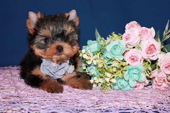 Маленькая девочка Йоркширского терьера в Москве