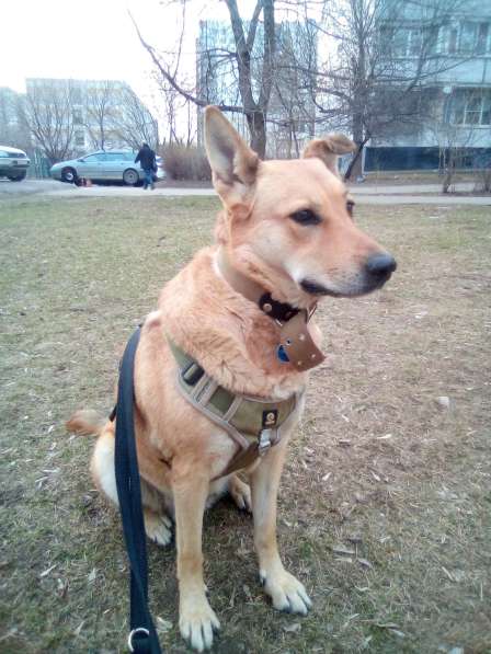 Скуба (Ника)