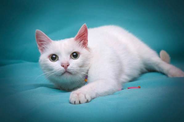 Белая кошечка Одри в добрые руки в Москве фото 17