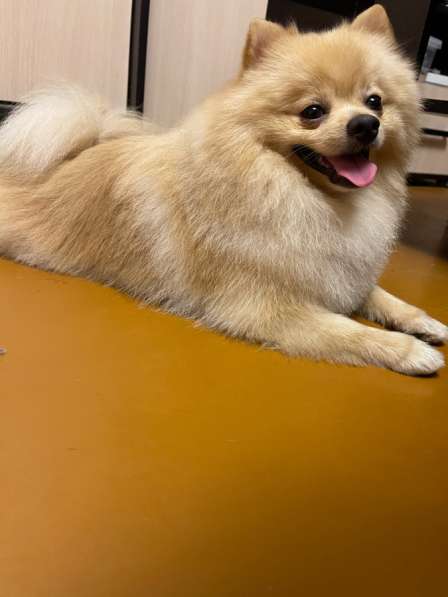 Продам померанского шпица