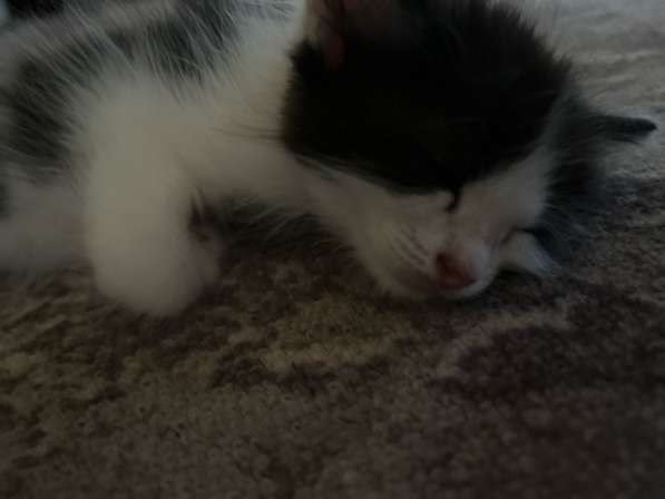 Котята 1 мес в Астрахани фото 7