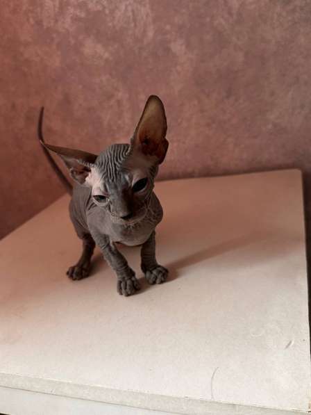 Котенок Сфинкс в Краснодаре фото 3