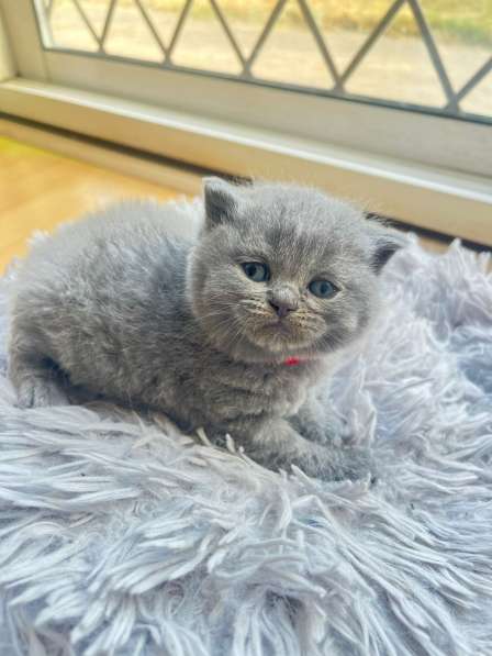 ? Продаются котята British Shorthair – Лондон ?? в фото 5