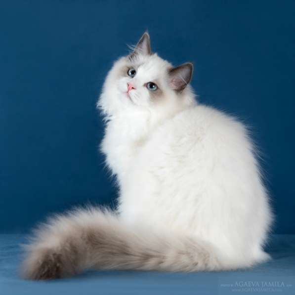 Котенок породы Рэгдолл в Москве