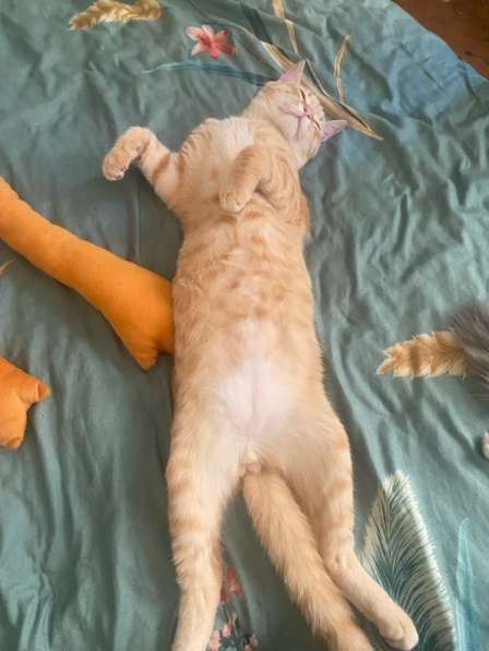 Отдам котят в Электроуглях