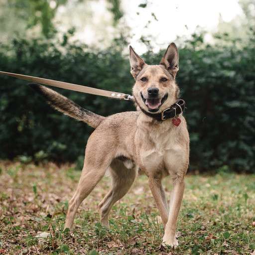 Ёжик ищет дом в Москве фото 4