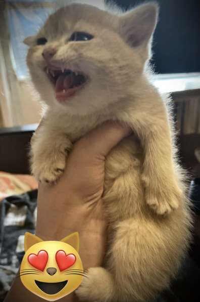 Золотая шиншилла скотиш страйт 20000р в 