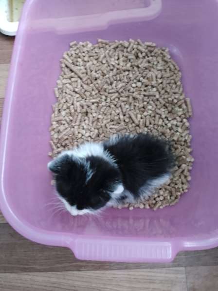 Котенок в дар в фото 3