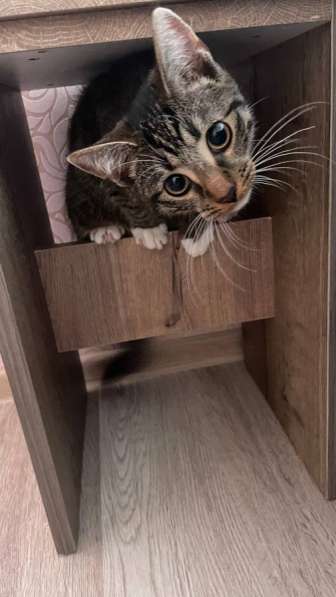 Кот - в добрые руки в Калининграде фото 7