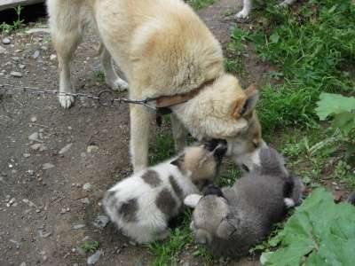 лайки щенки в Новокузнецке фото 5