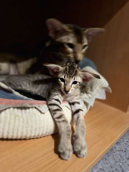 Ориентальные котята в Пензе