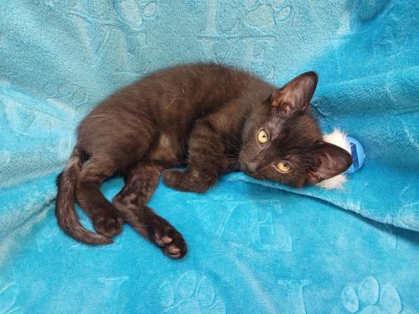 Черный игривый котёнок ищет дом в Санкт-Петербурге фото 4