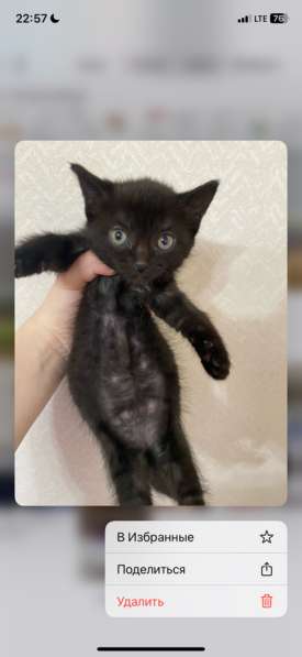 Отдам в добрые ручки в Краснодаре фото 6