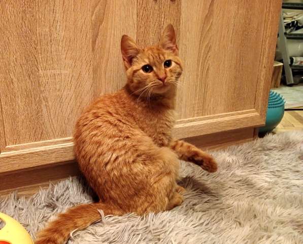 Хороший ласковый котёнок-рыжик в Санкт-Петербурге фото 5