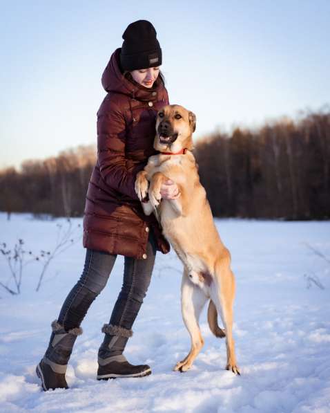 Собака в добрые руки бесплатно в Москве фото 4
