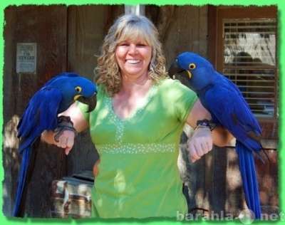 Чудные - Элитные попугаи из Питомника.