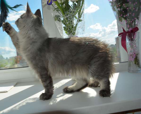 Свободны шикарные котята мэйн-куны редких окрасов в Москве фото 11