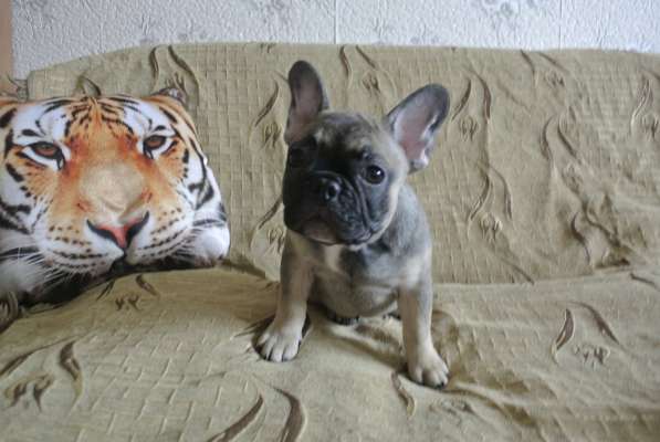 Продаётся Кнопочка в Москве фото 4