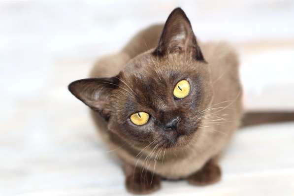 Бурма - котята из питомника