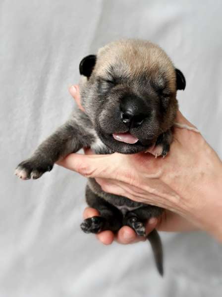 Открыты бронь на щенков КА ДЕ БО в Ижевске фото 7