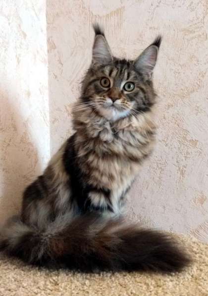 Котик мейн-кун из питомника в Екатеринбурге фото 40