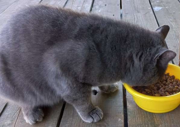 4-летний британский кот даром в Москве фото 11